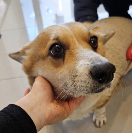 가나동물병원_441386202401875